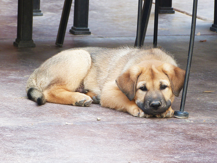 chinook puppy